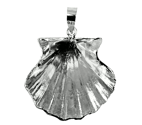 Scallop Large